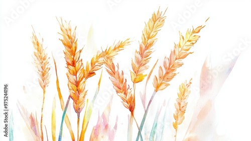Watercolor illustration ears of wheat on white background,Colorful background for fabric,Hand drawn,Agriculture Farm Fresh Healthy Tasty Organic Bread Food,Vector illustration of ears element.