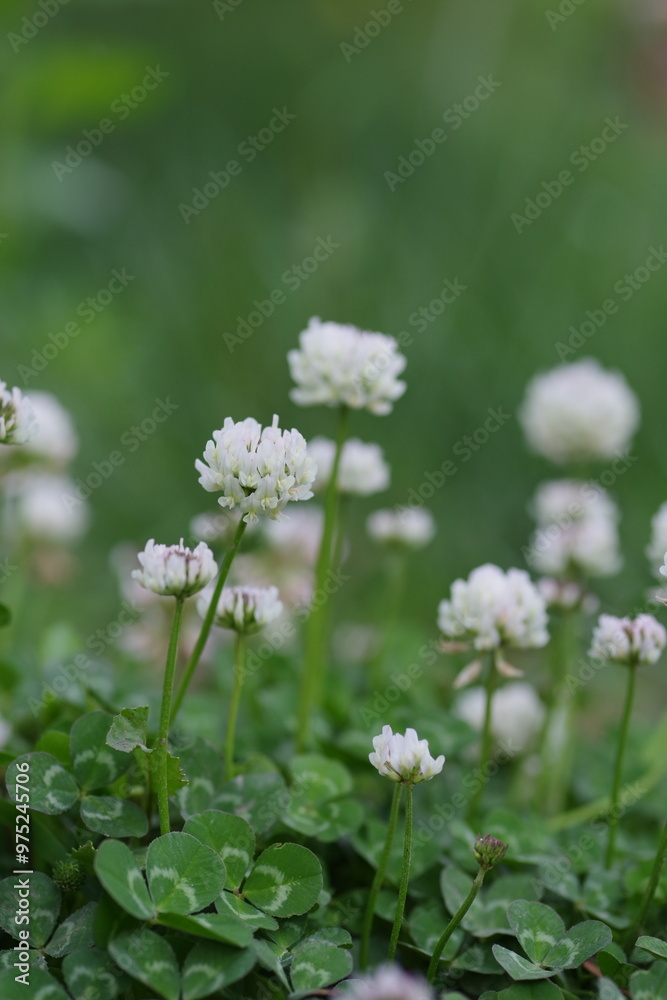 white clover flowers on green color bokeh background white clover flowers on green color bokeh background