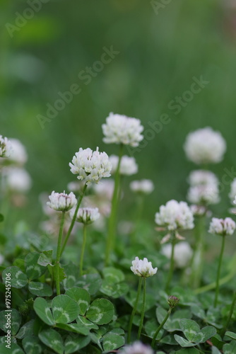 white clover flowers on green color bokeh background