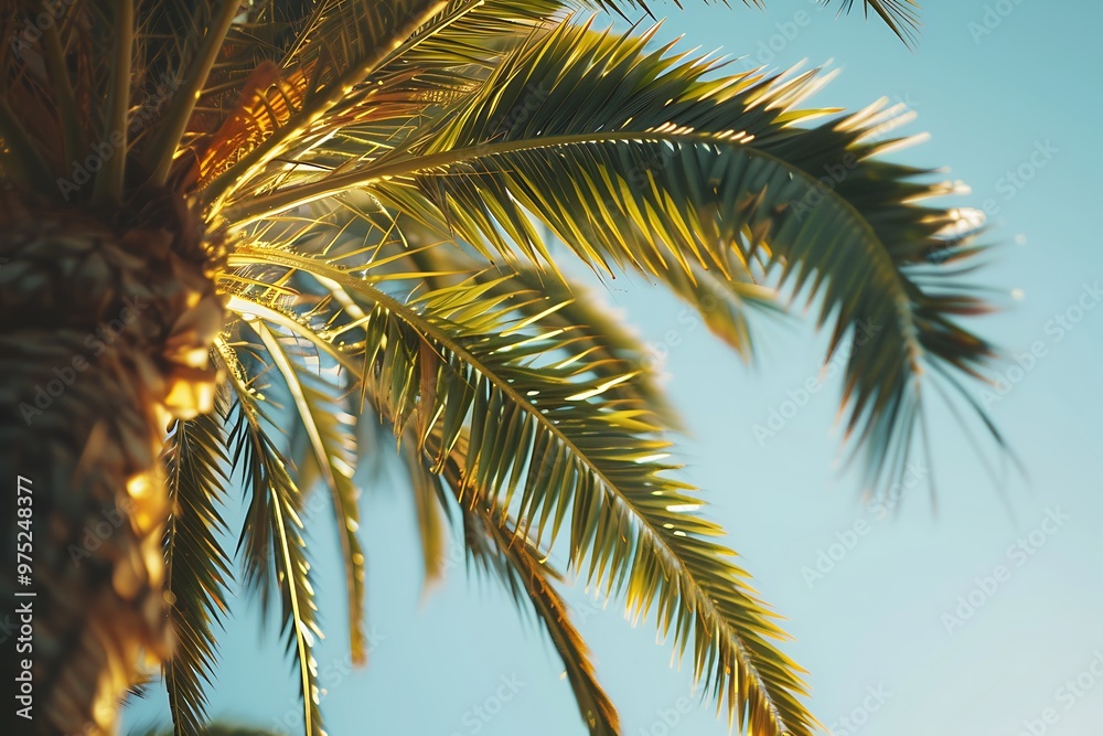 Fototapeta premium Palm tree on blue sky background. Top view of palm tree