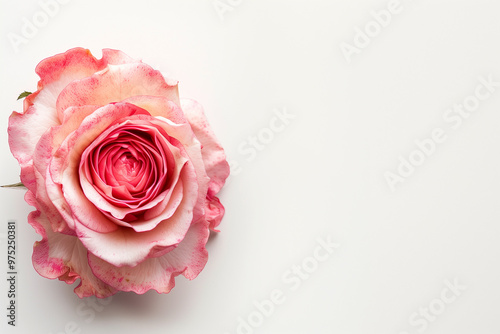 Single Rose on Clean Solid Background