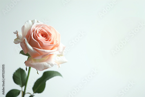 Single Rose on Clean Solid Background