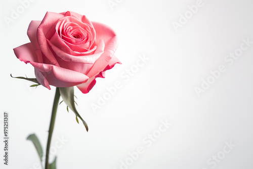 Single Rose on Clean Solid Background