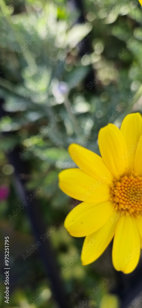Obraz premium yellow flower in the garden