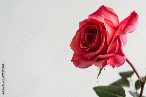 Single Rose on Clean Solid Background