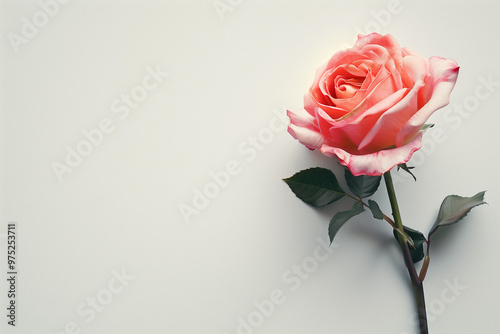 Wallpaper Mural Single Rose on Clean Solid Background Torontodigital.ca