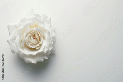 Single Rose on Clean Solid Background