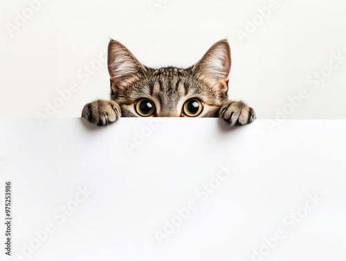 Cute cat hiding behind a whiteboard and looking up