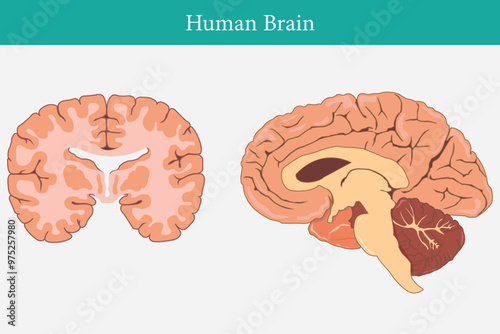 cross section of human brain, side view and front view. eps 10. two brain comparation photo
