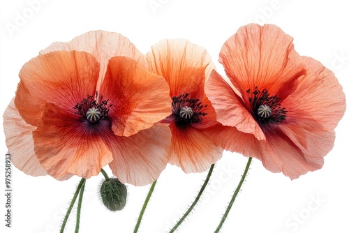 Elegant PNG Flower Petal Design: Vibrant Poppy Plant Illustration for Digital Art and Graphics