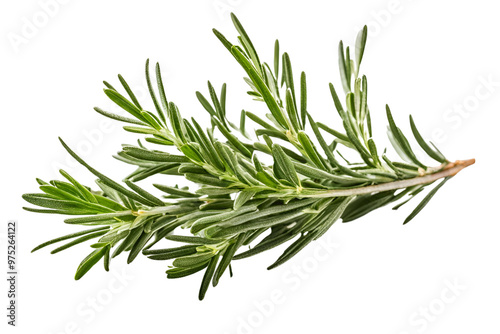 rosemary herb isolated on transparent background