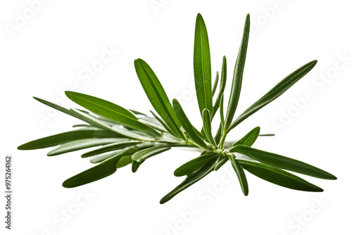 rosemary herb isolated on transparent background