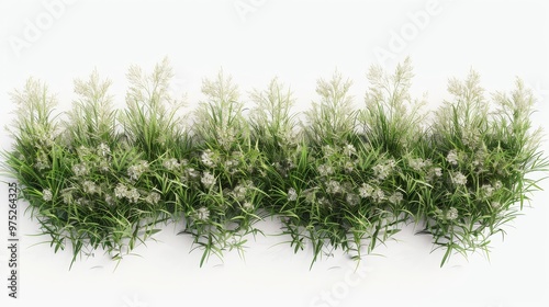 Green Grass and Delicate Wh...