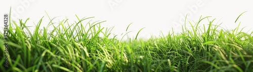 Green Grass Blades Against ...