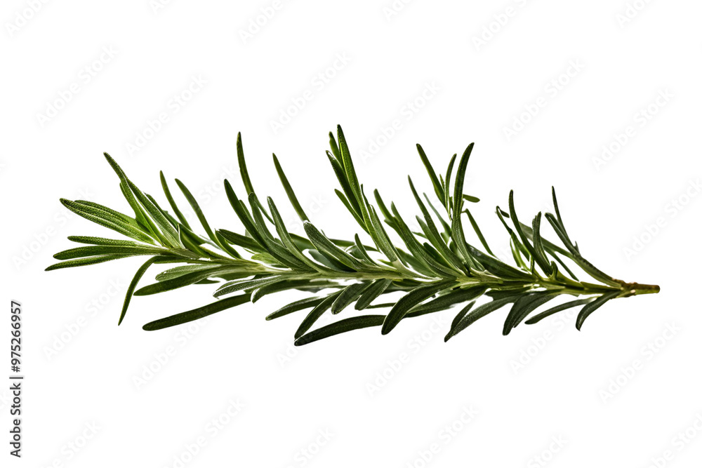 rosemary herb isolated on transparent background rosemary herb isolated on transparent background