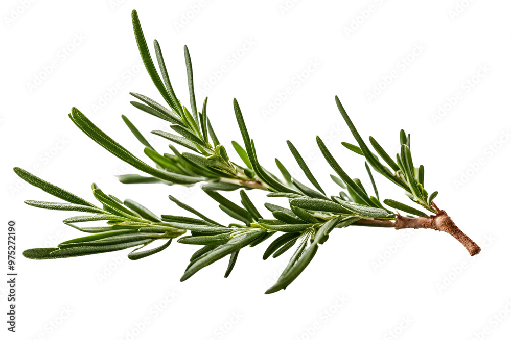 Fototapeta premium rosemary herb isolated on transparent background