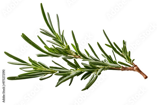 rosemary herb isolated on transparent background