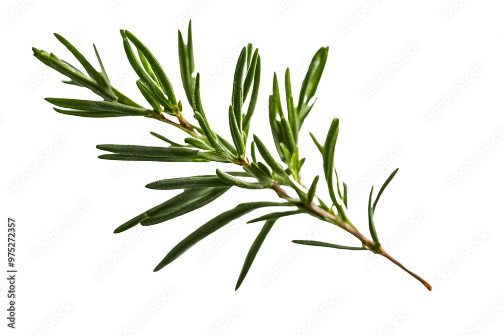 Obraz premium rosemary herb isolated on transparent background