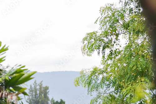 White siris, Sit or Albizia procera Roxb Benth or FABACEAE or LEGUMINOSAE or MIMOSOIDEAE or MIMOSACEAE and mountain and sky