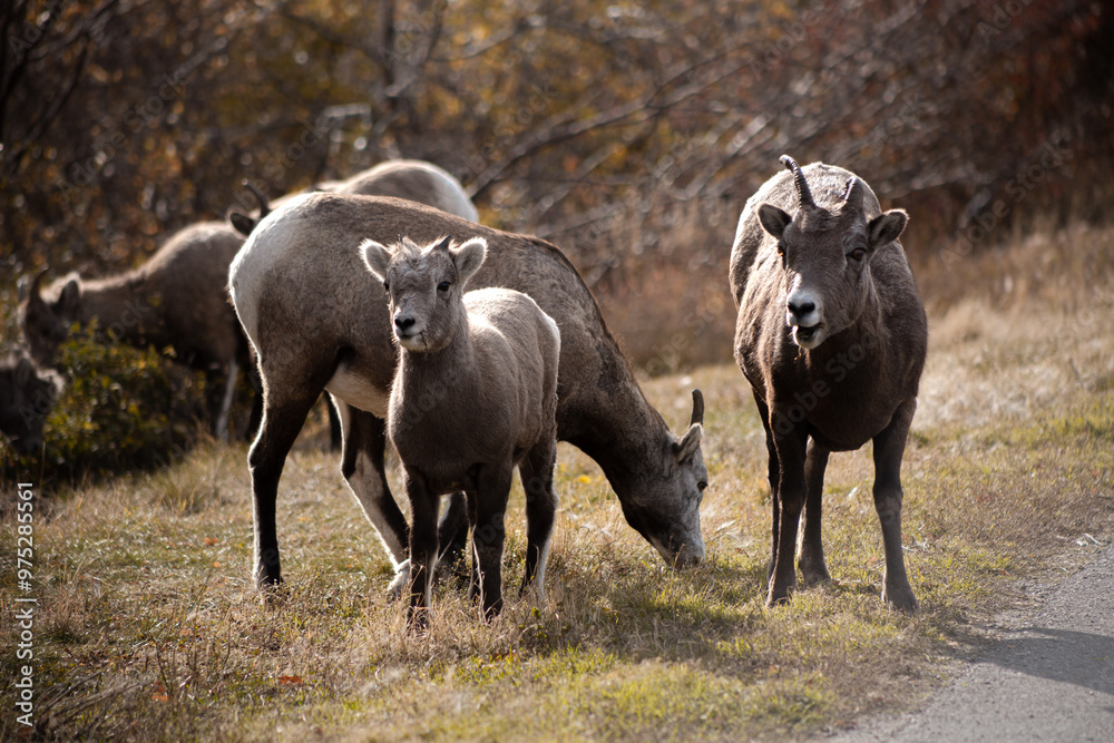 herd of sheep herd of sheep