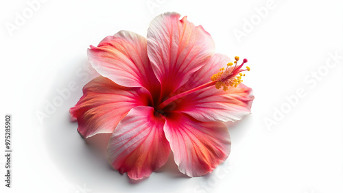 Top view of a hibiscus flower cut out on a white background, hibiscus, flower, top view, cut out, white background, isolated