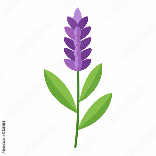 lavender flower vector, illustration of lavender flowers isolated on a white background