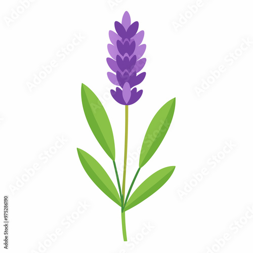 lavender flower vector, illustration of lavender flowers isolated on a white background