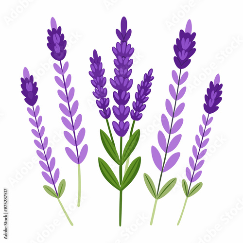 lavender flower vector, illustration of lavender flowers isolated on a white background