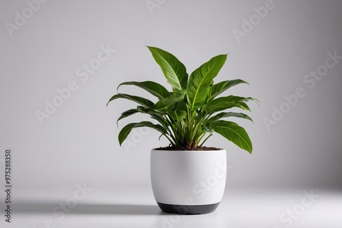 a plant in a white pot on a table 