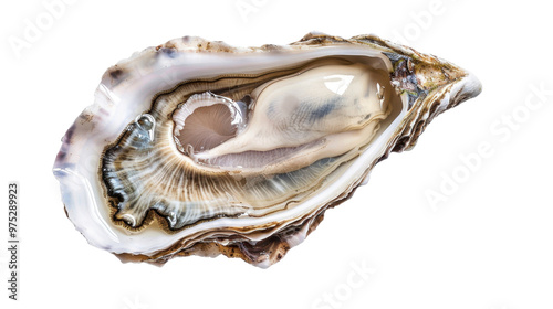 Oyster on transparent background