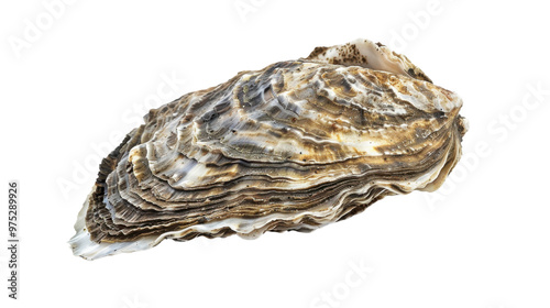 Oyster on transparent background photo