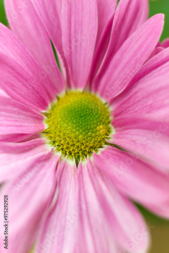 Wallpaper Mural close-up macro view of bright pink gerbera daisies in the garden, popular flowering plant with vibrant blooms taken in selective focus and straight from above Torontodigital.ca