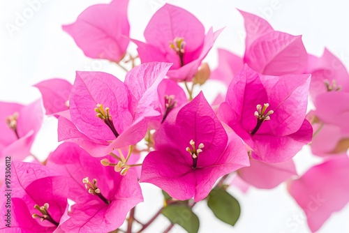Pink Bougainvillea Blossom