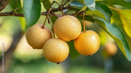 Phaleria macrocarpa fruit on the tree photo