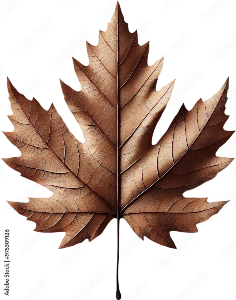 Fototapeta premium autumn maple leaf