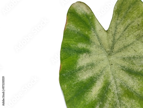 Taro leaves infected with powdery mildew on a white background. Powdery mildew can disrupt the photosynthesis process