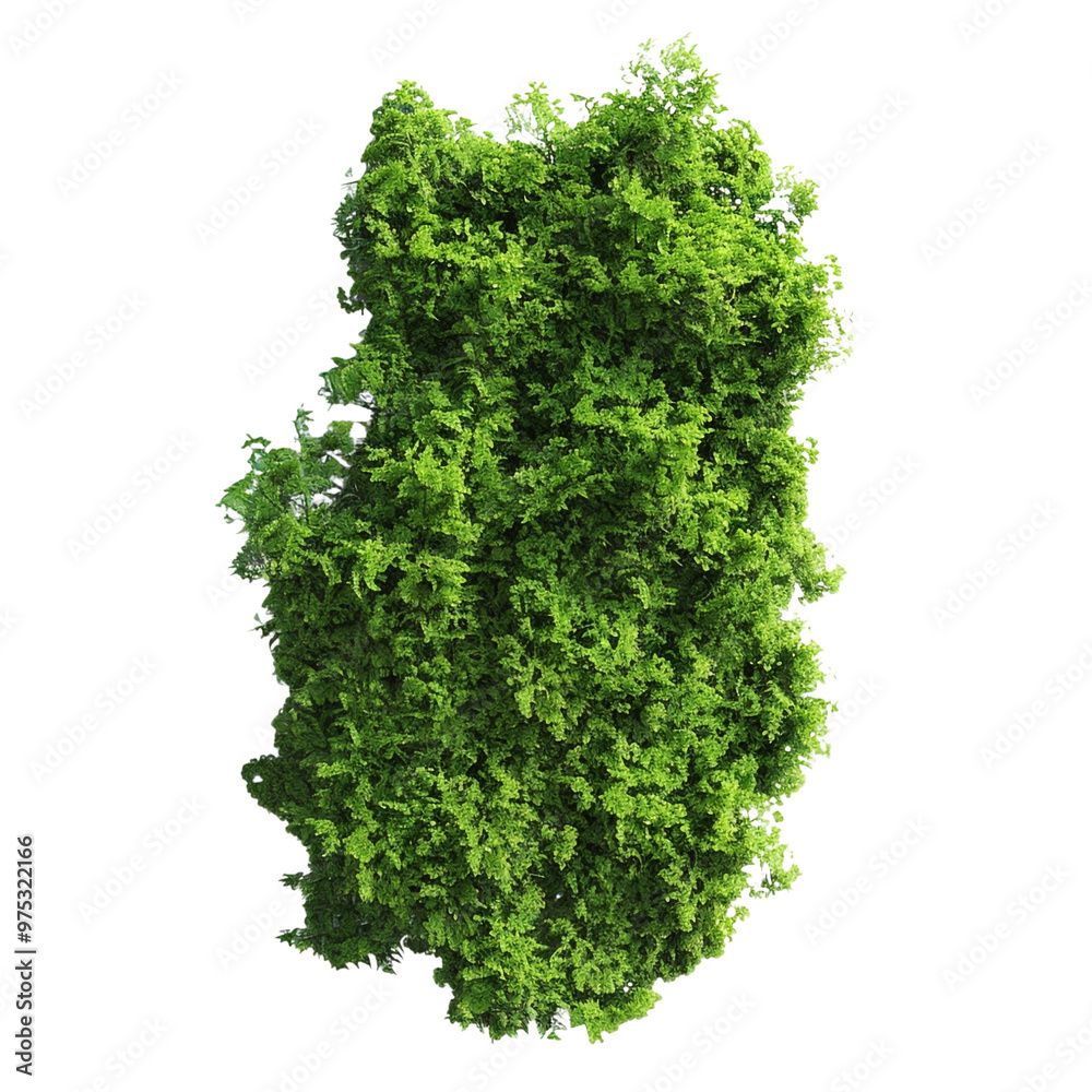 Fototapeta premium Green Bush with Lush Foliage