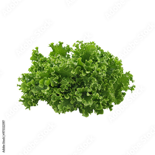 Fresh Green Lettuce