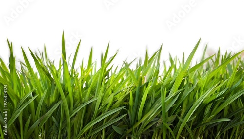 green grass field meadow, white background cut out