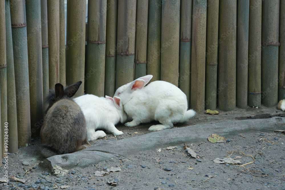 Fototapeta premium Bunny rabbit playing in the bamboo cage