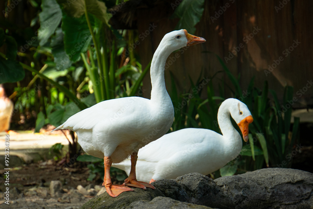 Obraz premium Duck breeding in backyard