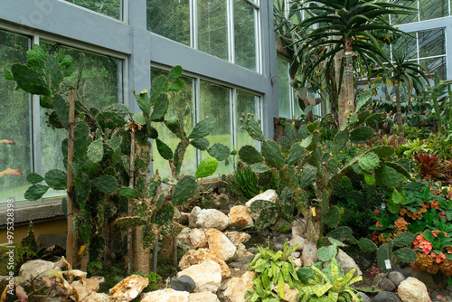 Beautiful Bunny Ears Cactus (Opuntia microdasys) in Kebun Raya Bali, Indonesia photo