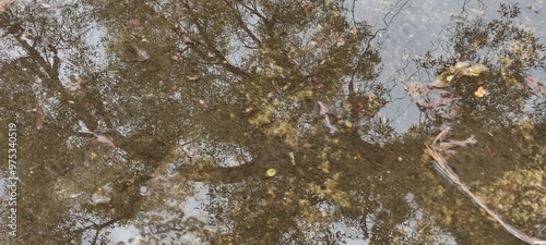 Scenarios of plant formations reflected in the water,Escenarios de formaciones de plantas reflejados  el agua 