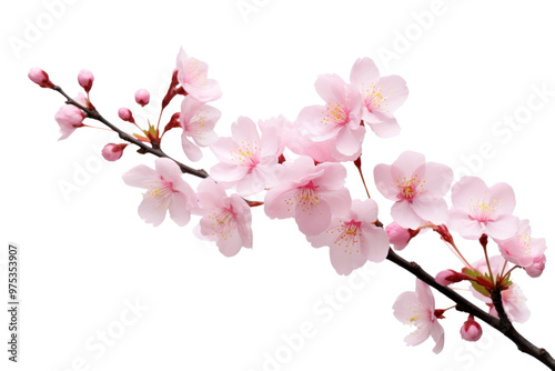 PNG Sakura blossom flower plant.