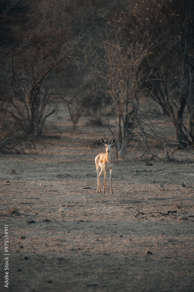 Naklejka premium animal in the woods