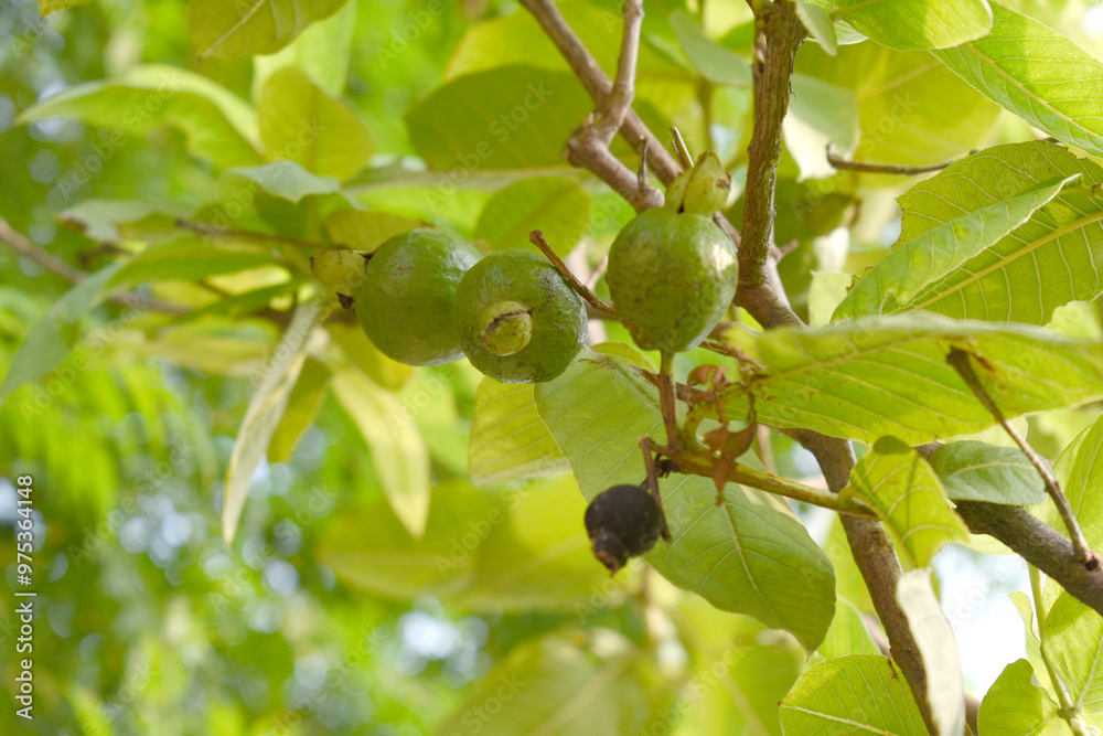 Fototapeta premium Guava fruit - Fresh guava fruit on a tree ready for harvest, close up guava fruit