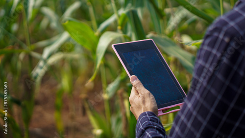 Close up hand touch gadget with graphic at corn field background. Modern technology for farming photo concept
