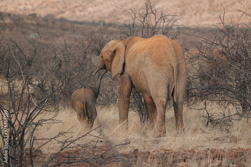 elephants in the savannah photo