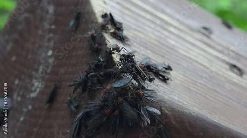 Lovebugs and wildflowers. Mating love bugs In Korea. plecia nearctica.