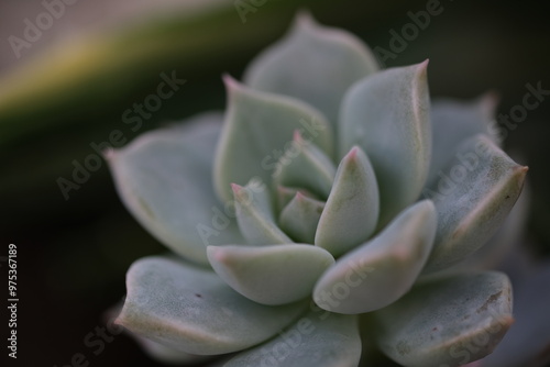 多肉植物のエケベリア